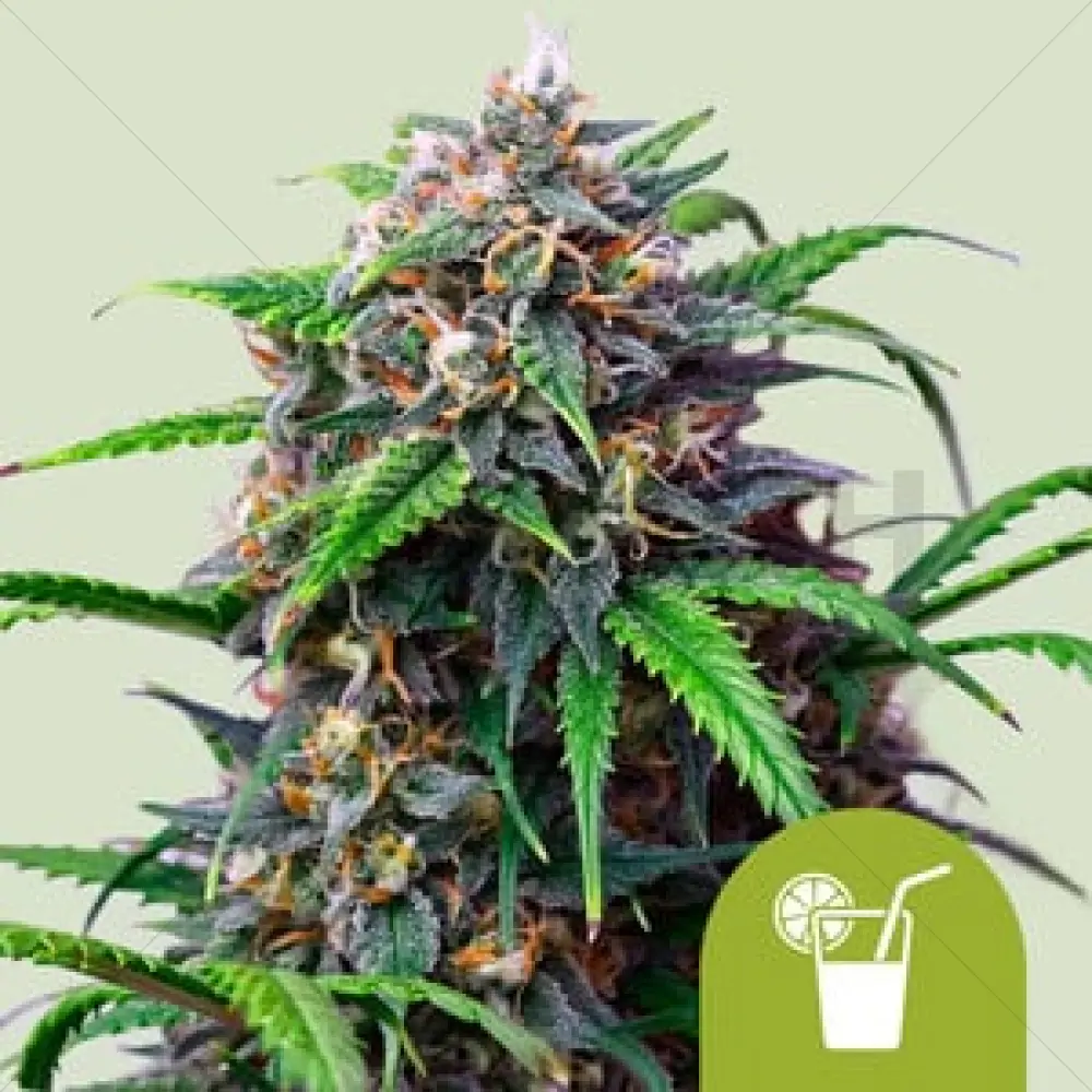 Purple Lemonade Automatic (RQS)