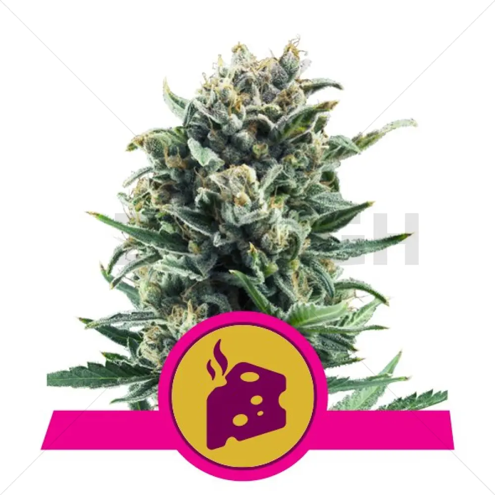 Blue Cheese Feminised