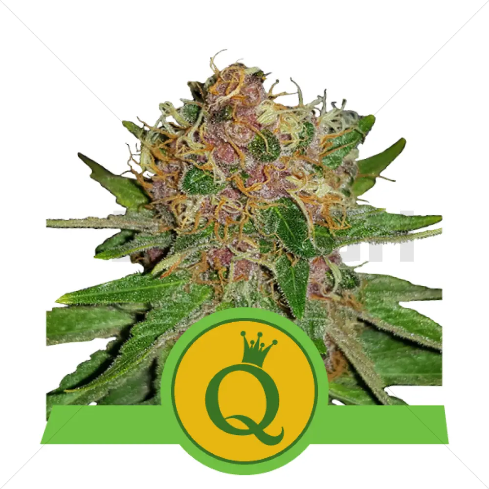 Purple Queen Automatic (RQS)
