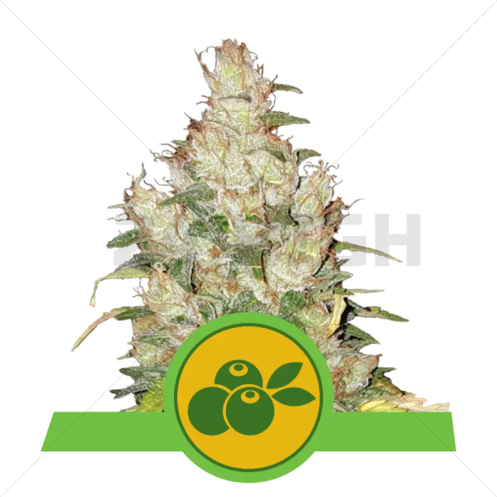 Haze Berry Automatic (RQS)