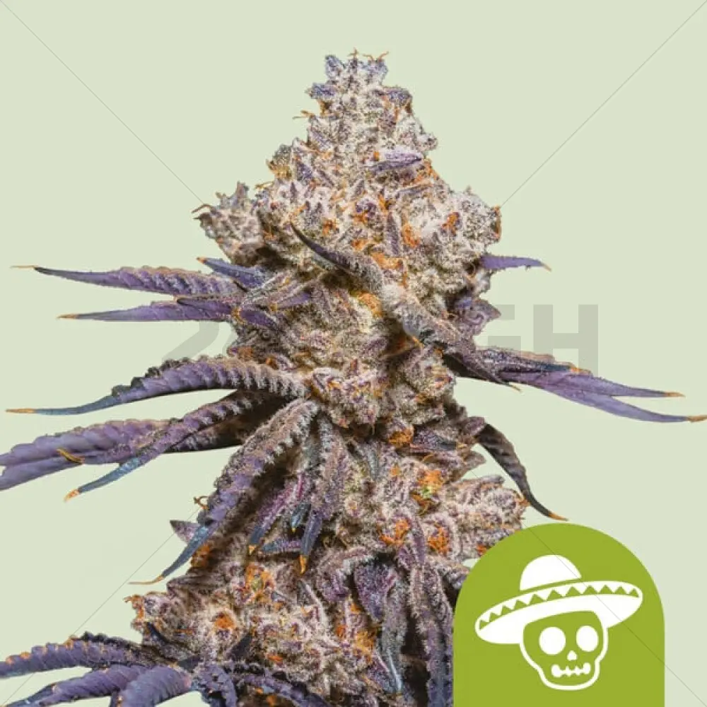 Mexican Rush Auto (RQS)