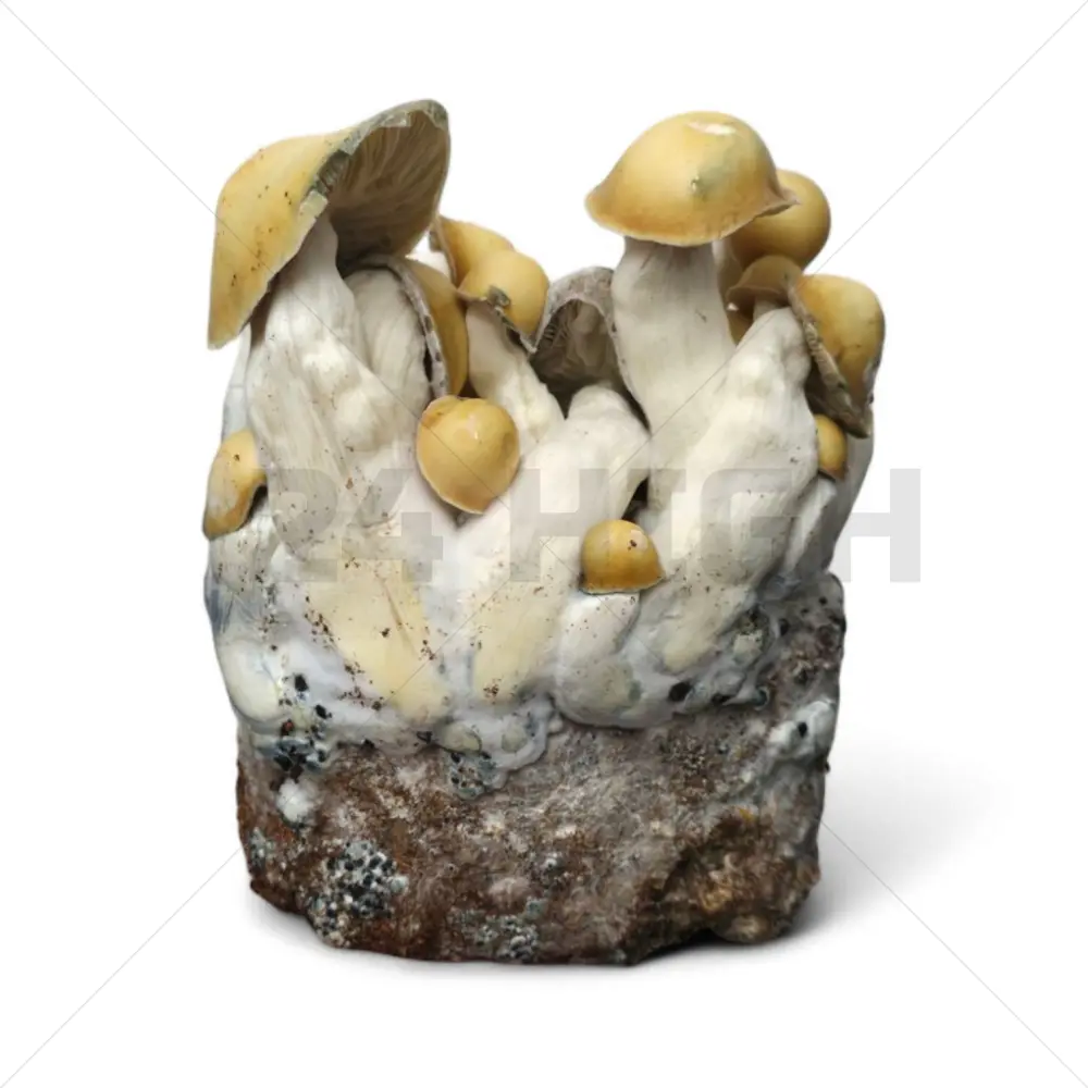 Mac Galactic XL Mushroom Grow Bag