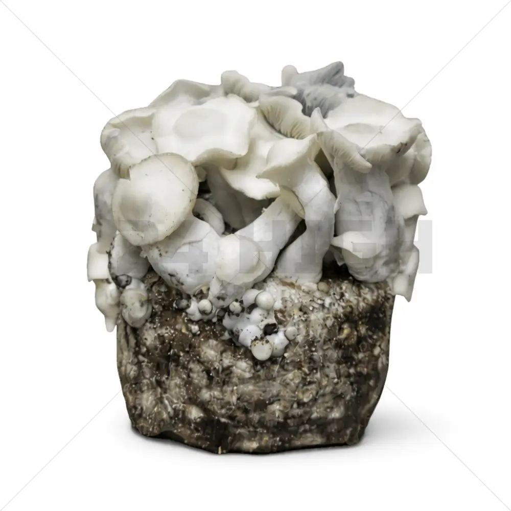 APE221 (Albino Penis Envy) XL Mushroom Grow Bag