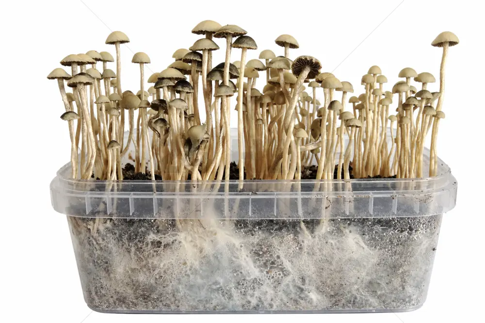 Copelandia Madagascar Mushroom grow kit