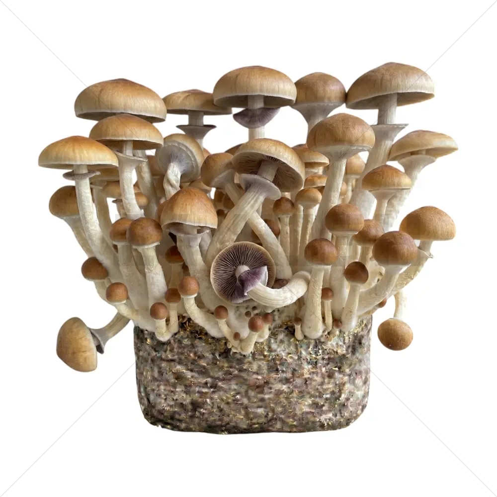 B+ XL Mushroom Grow Bag