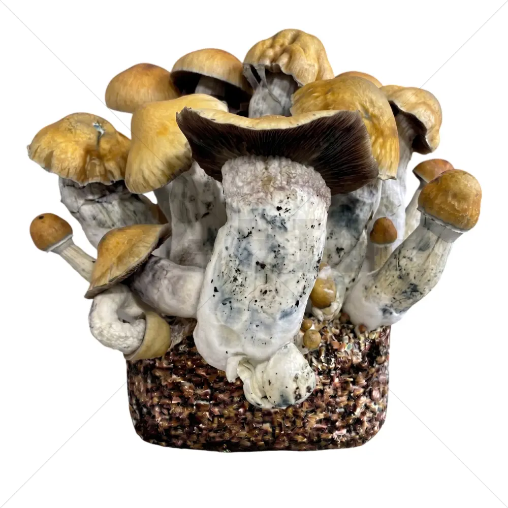 Penis Envy XL Mushroom Grow Bag