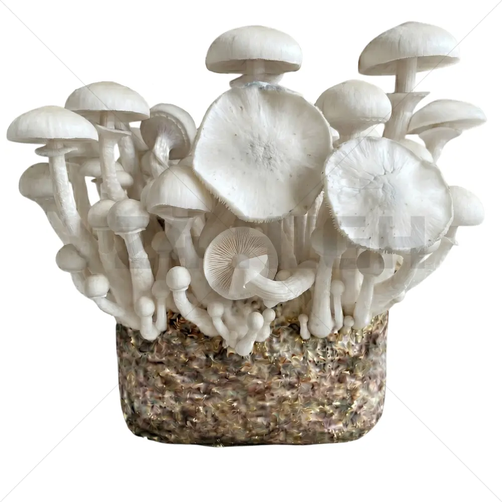 Leucistic JMF (Jedi Mind Fuck) XL Mushroom Grow Bag