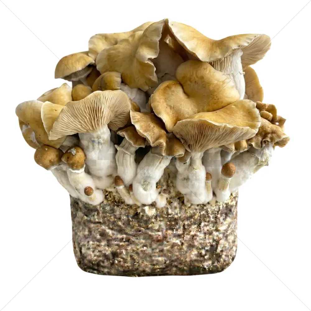 Hillbilly Pumpkin XL Mushroom Grow Bag
