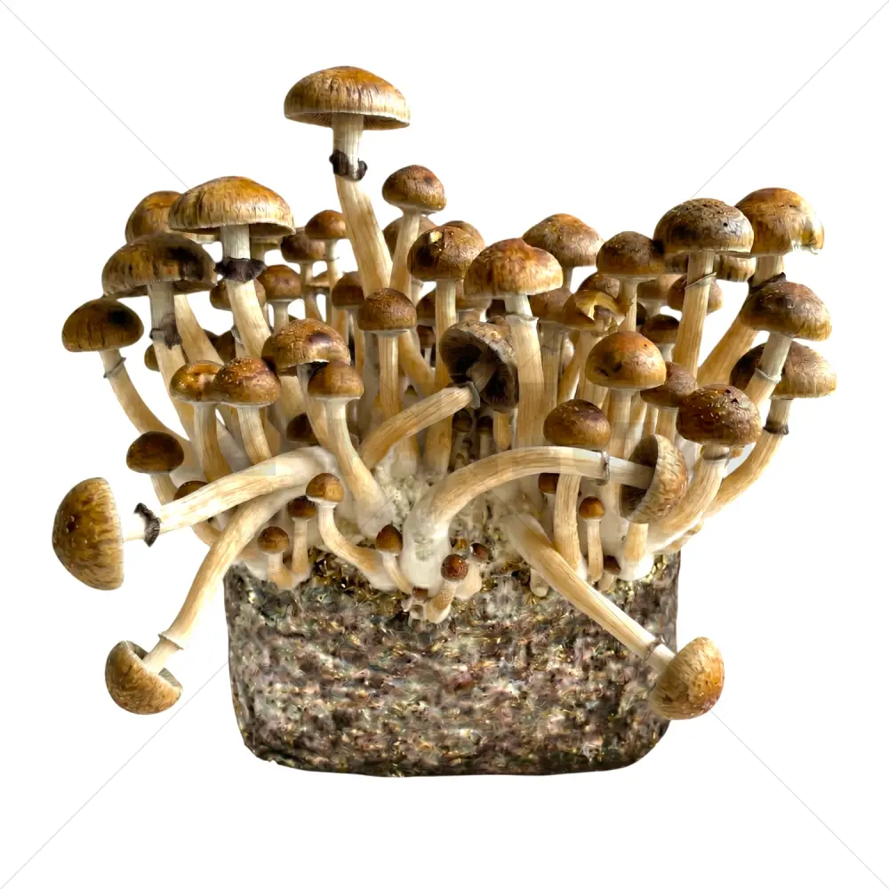 McKennaii XL Mushroom Grow Bag