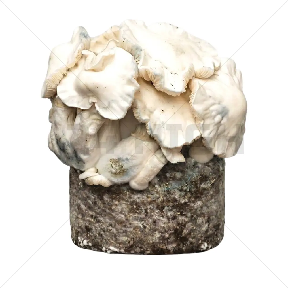 Jack Frost XL Mushroom Grow Bag