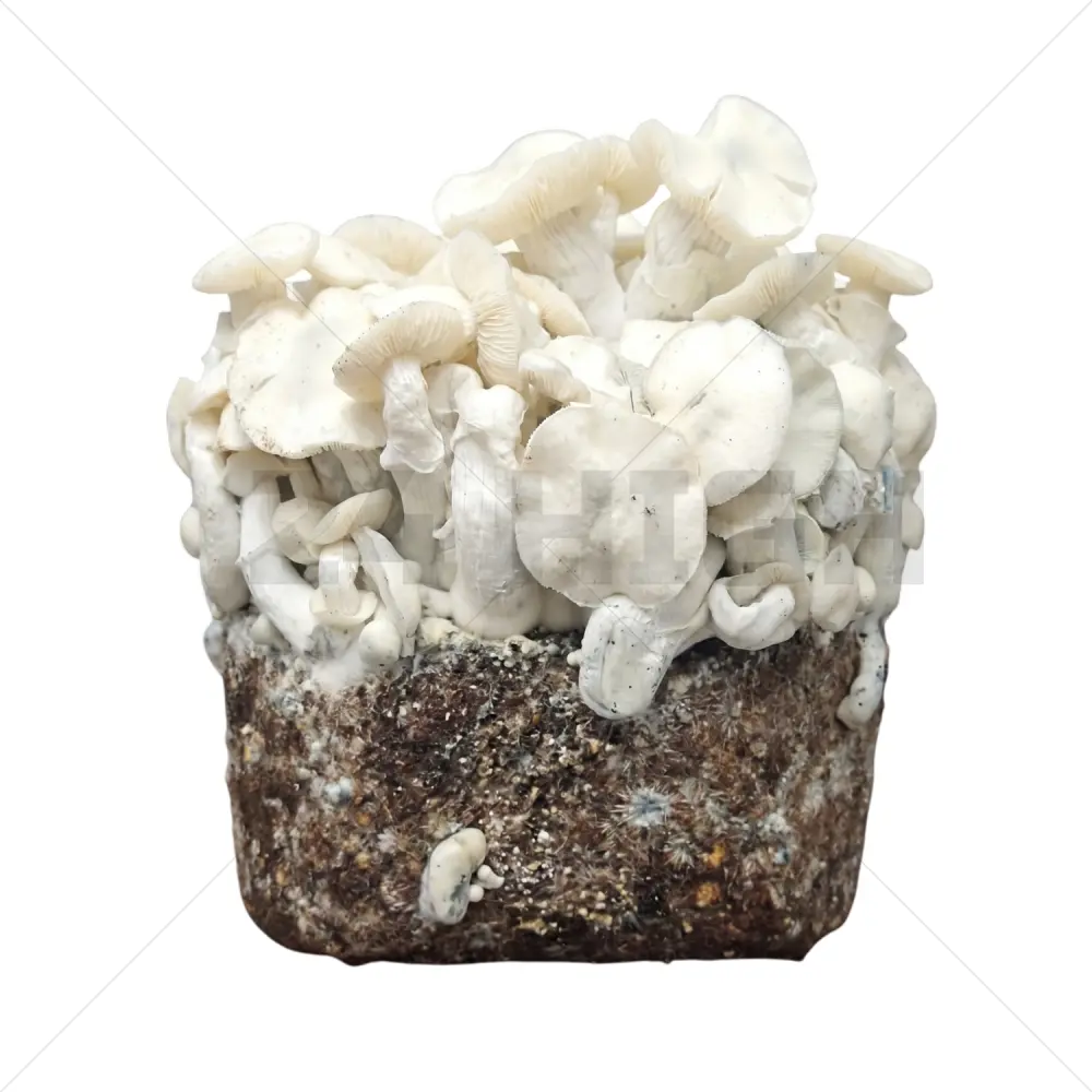 True Albino Teacher XL Mushroom Grow Bag