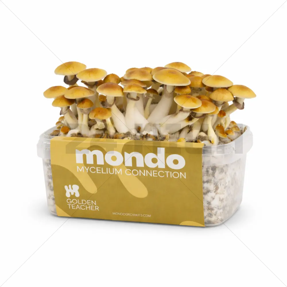 Mondo Grow Kit Golden Teacher
