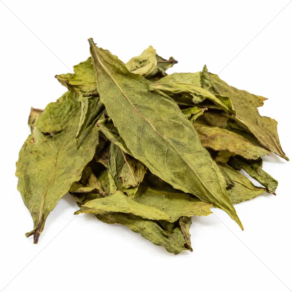 Chacruna (Psychotria viridis) Leaves – 50 grams