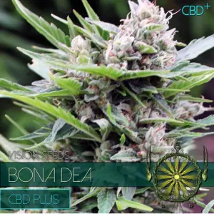 Bona Dea CBD+ (Vision Seeds)