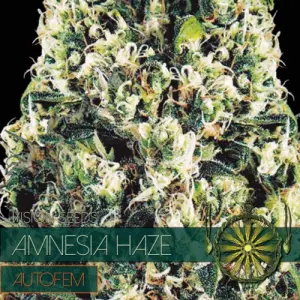 Amnesia Auto (Vision Seeds)
