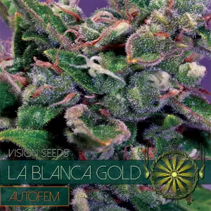 La Blanca Gold Auto (Vision Seeds)