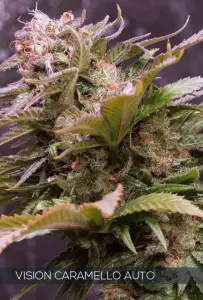 Vision Caramello Auto (Vision Seeds)