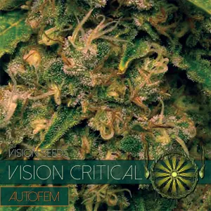 Vision Critical Auto (Vision Seeds) Feminized