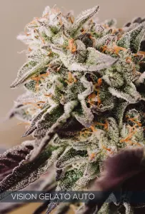 Vision Gelato Auto (Vision Seeds)