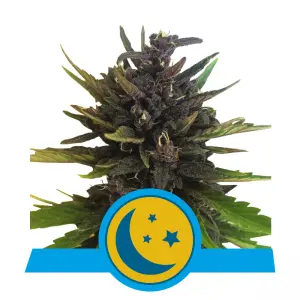 Purplematic CBD - (RQS)