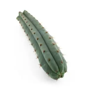 San Pedro Cutting Macrogona (Trichocereus) 25 - 35 cm