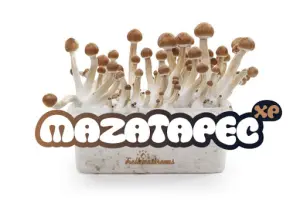 100% Mycelium Magic Mushroom Growkit Mazatapec