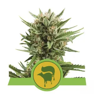 Sweet Skunk Automatic (RQS)