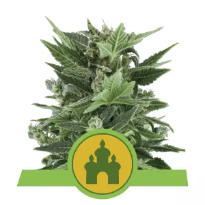 Royal Kush Automatic (RQS)