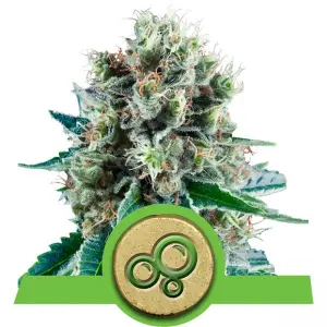 Bubble Kush Automatic (RQS)