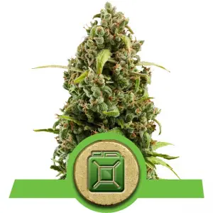 Diesel Automatic (RQS)