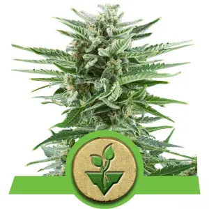 Easy Bud - Automatic (RQS)