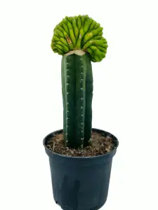 San Pedro Cristata Lime - Trichocereus Pachanoi
