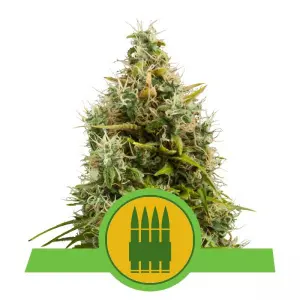 Royal AK Automatic (RQS)