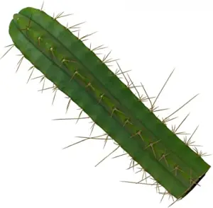 San Pedro Cutting Bridgesii (Trichocereus) 25 - 35 CM
