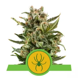White Widow Automatic (royalqueenseeds)