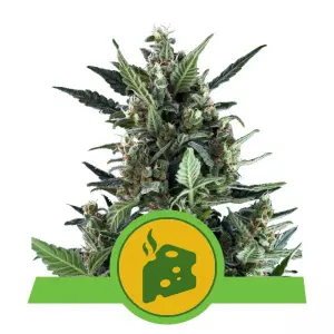 Blue Cheese Automatic (RQS)
