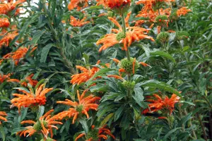 Wild dagga (Leonotis leonorus) - 10 Seeds