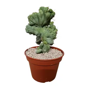 Trichocereus Bridgesii Cristata in pot