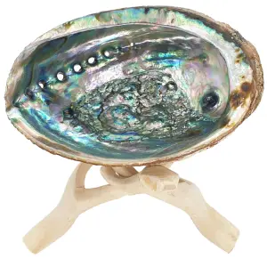 Cobra Tripod with Abalone Shell