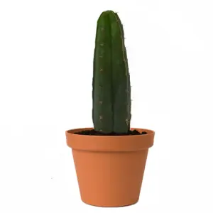 San Pedro Pachanoi (Trichocereus) In Pot Small 25 CM - 35 CM