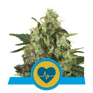 Medical Mass (RQS)