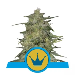Royal Highness (RQS)