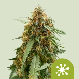 Sticky Queen Auto (RQS)