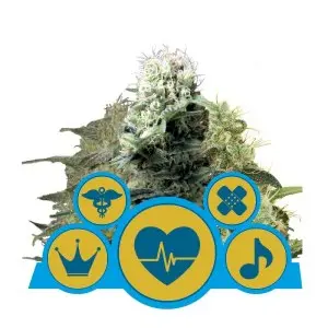 Medical CBD Mix (RQS)
