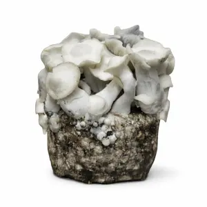 APE221 (Albino Penis Envy) XL Mushroom Grow Bag