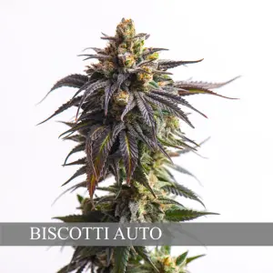 Biscotti Auto (Vision Seeds)