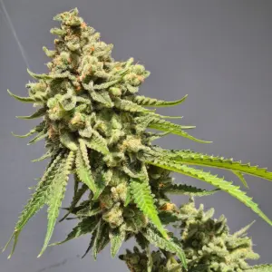 Strawberry Haze Auto (Vision Seeds)