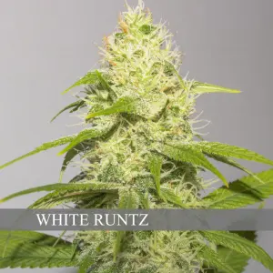 White Runtz (Vision Seeds)