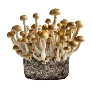 Golden Teacher XL Mushroom Grow Bag