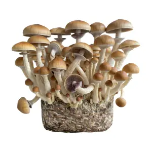 B+ XL Mushroom Grow Bag